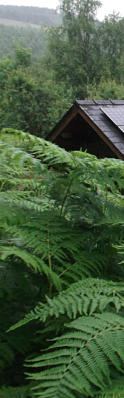 Wildlife in Mid Wales